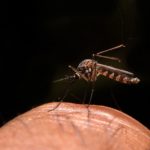 mosquito malaria