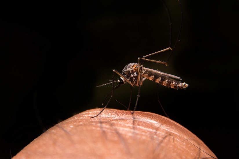 mosquito malaria