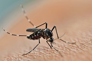 - mosquito sucking human blood