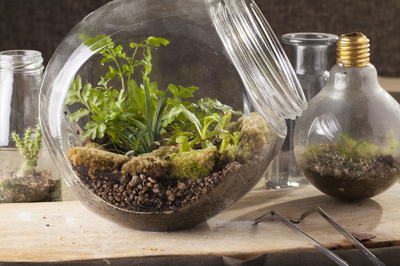 Terrarium