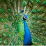 Male peacock displaying its colourful tail feathers with eye-shaped patterns during a courtship display.