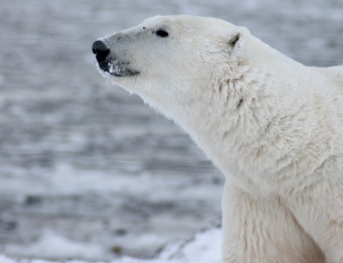 Did you know that the polar bear’s fur is not white?