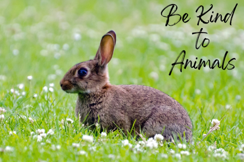 Being Kind to Stray Animals Help Us to Feel Better Prime Magazine