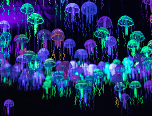 Meet the Jellyfish That Can Reverse Aging