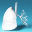 3D illustration of human lungs with bronchi, used to explain lung cancer diagnosis and airway anatomy.