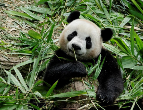 SINGAPORE’S GIANT PANDA CUB LE LE WILL MOVE INTO CHINA’S PANDA CONSERVATION PROGRAMME IN DECEMBER