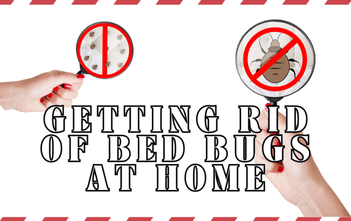 Getting Rid of Bed Bugs at Home