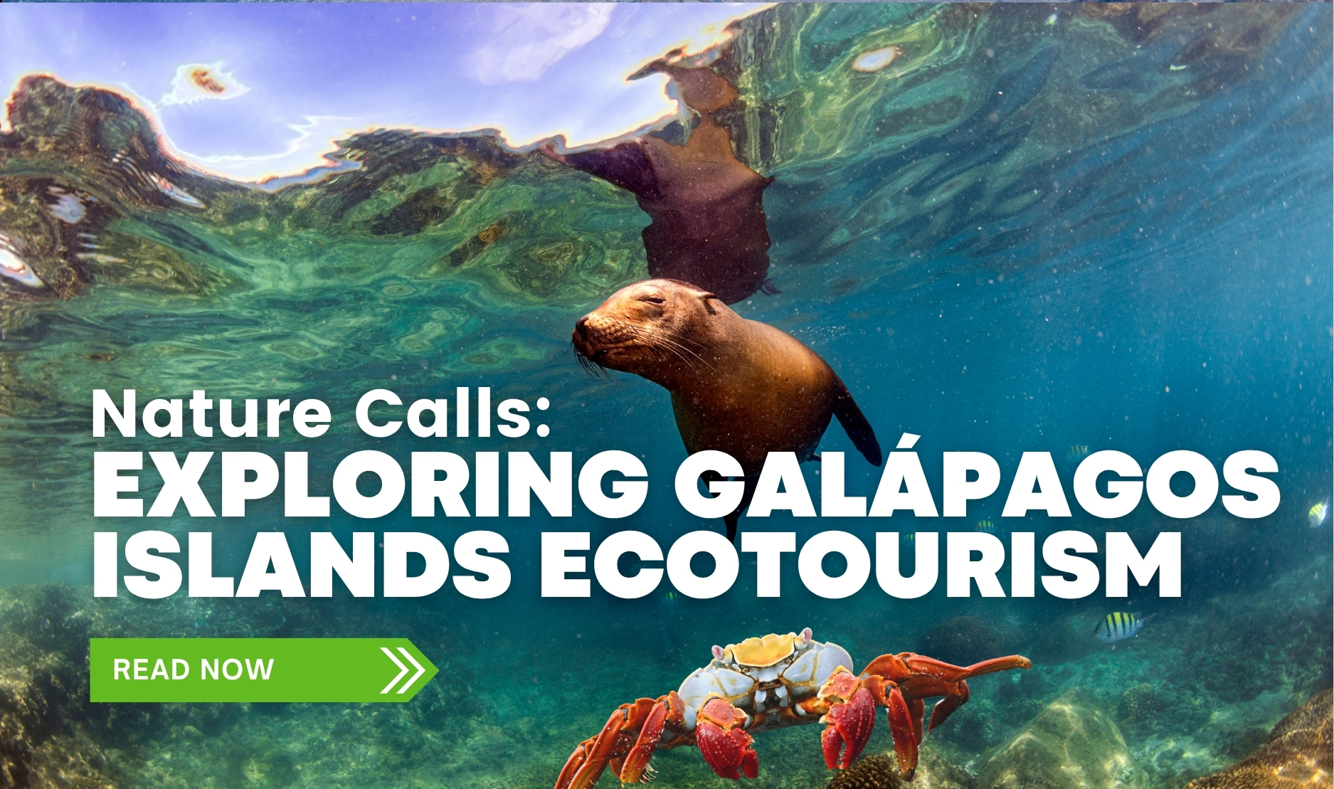 Underwater view of a Galápagos sea lion swimming near the surface with a Sally Lightfoot crab below, promoting an article on Galápagos Islands ecotourism.
