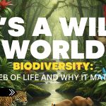 Why biodiversity matters illustrated through a rainforest ecosystem showing plants, wildlife, and interconnected habitats.