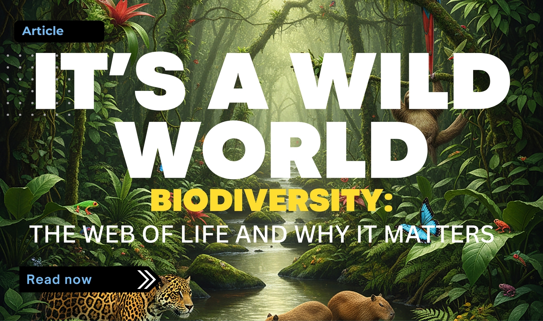 Why biodiversity matters illustrated through a rainforest ecosystem showing plants, wildlife, and interconnected habitats.