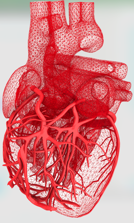 medical illustration of human heart anatomy and coronary arteries related to cholesterol and heart disease
