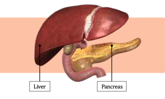 Liver and Pancreas Diagram